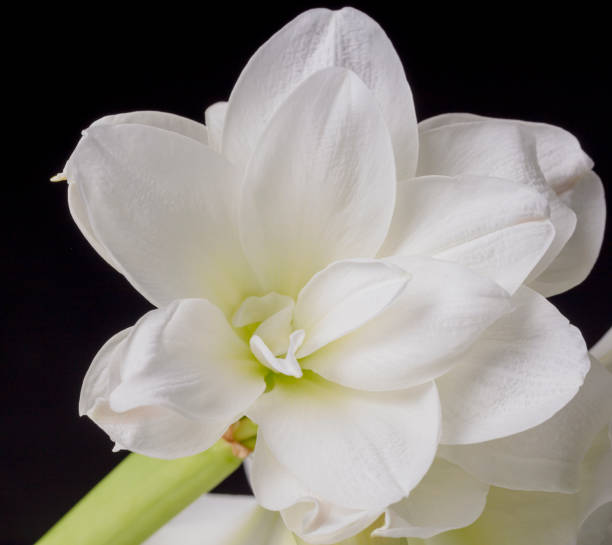 istock White Amarillis on black background 1199847934