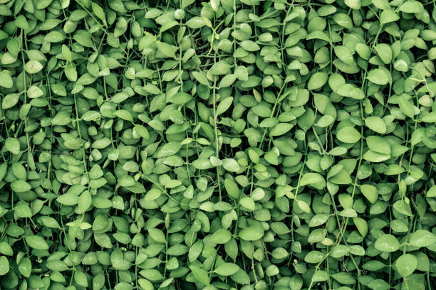 istock Close-up Dischidia plant leaves background 1199848877
