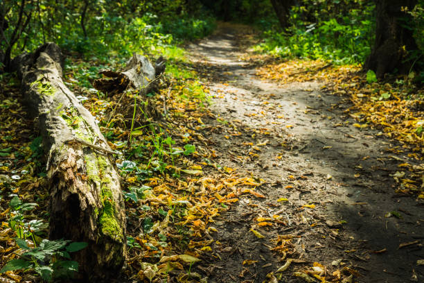 Road through beautiful and wild forest. Autumn landscape.
