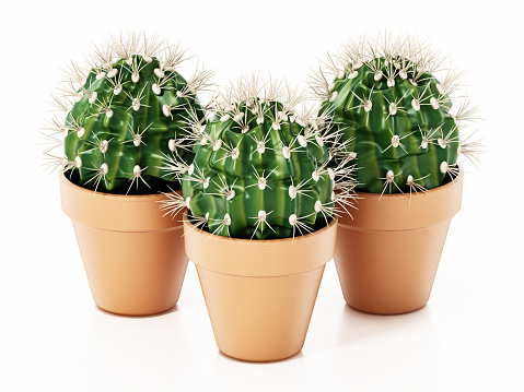 Cactuses in small pots isolated on white.