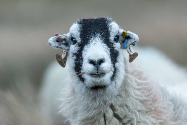 ovelhas de swaledale no inverno.  um único, ovelha swaledale ou ovelhas do sexo feminino voltada para a frente com silagem na boca.  swaledales são nativos do yorkshire dales, inglaterra, reino unido - swaledale - fotografias e filmes do acervo