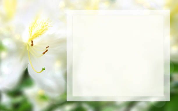 vintage golden ornate backdrop