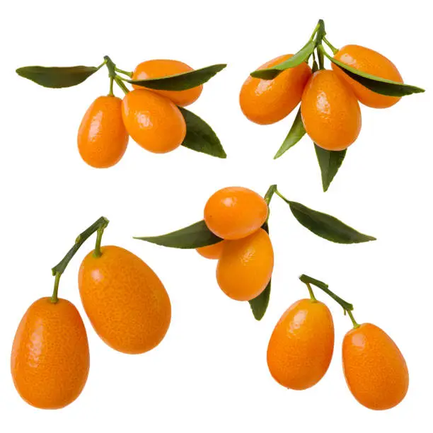 Kumquat isolated. Set of orange ripe cumquat fruit on branch with green leaves on white background