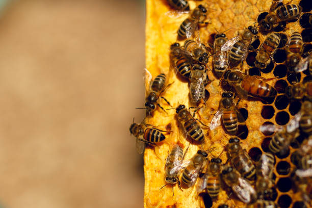 ハニカムの蜂の巣の中のミツバチ。ハニカムでミツバチをクローズアップ。ミツバチの巣の中の蜂の労働者の群れ - beehive bee colony wax ストックフォトと画像