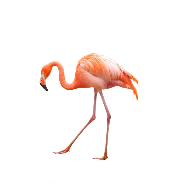 istock Pink flamingo walking 1199856451