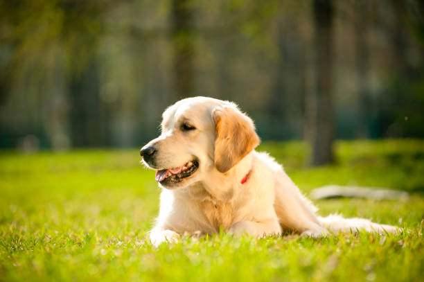 istock Young golden retriever dog 1199856483