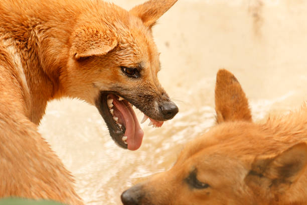 istock Australian dingo pups play fighting. 1199859153