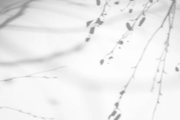 istock shadows of the tree brunches on a white wall 1199860318