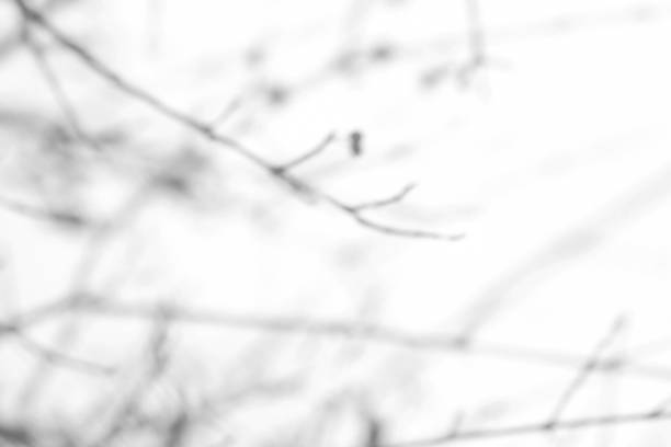Overlay effect for photo. Gray shadows of the tree branches on a white wall. Abstract neutral nature concept background