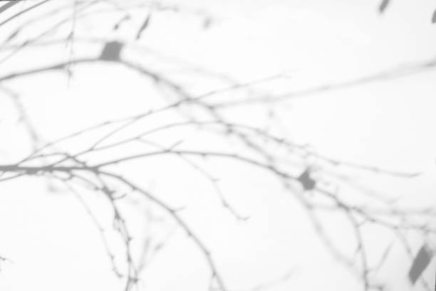 Overlay effect for photo. Gray shadows of the tree branches on a white wall. Abstract neutral nature concept background