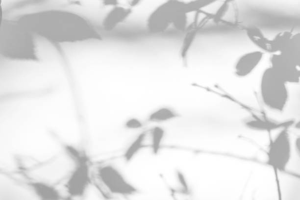 Overlay effect for photo. Gray shadow of the leaves and branches on a white wall. Abstract neutral nature concept background. Space for text.