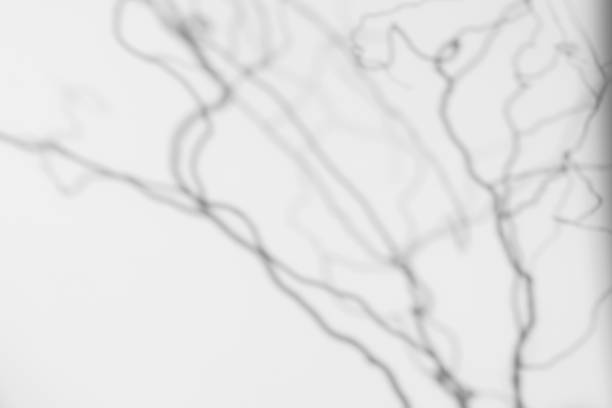 Overlay effect for photo. Gray shadows of the tree branches on a white wall. Abstract neutral nature concept background