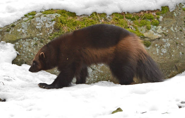 росомаха, gulo gulo (gulo является латинским для "glutton"), также называют обжора, carcajou, скунс медведь, или quickhatch, в лесу в зимний период - wolverine endangered species wildlife animal стоковые фото и изображения