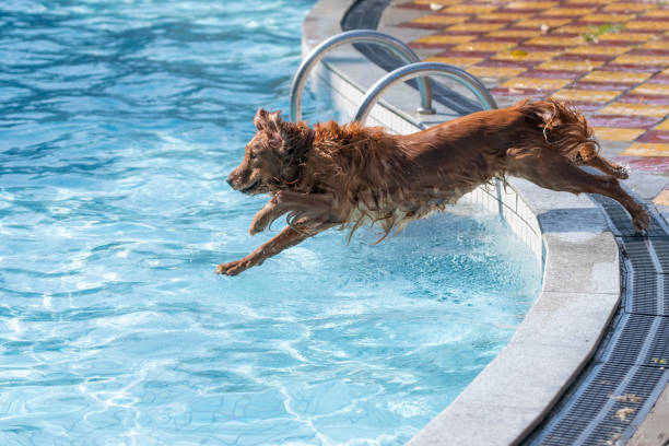 istock Golden retriever jumping into swimming pool 1199861503