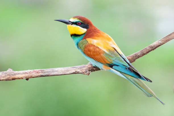 istock exotic bird with beautiful beautiful feathers in spring 1199861770