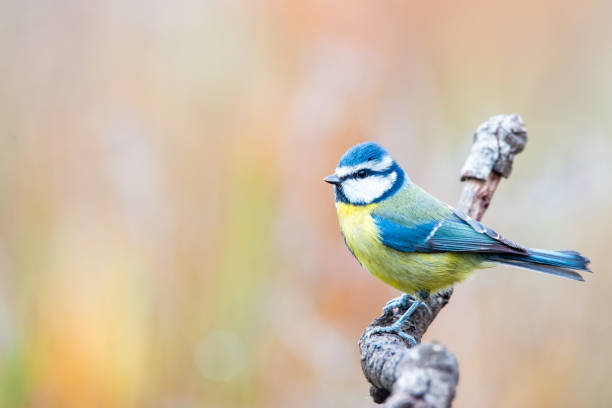istock Cyanistes caeruleus or  Herrerillo Comun on a branch 1199863184