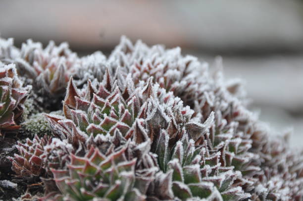 Sempervivum tectorum