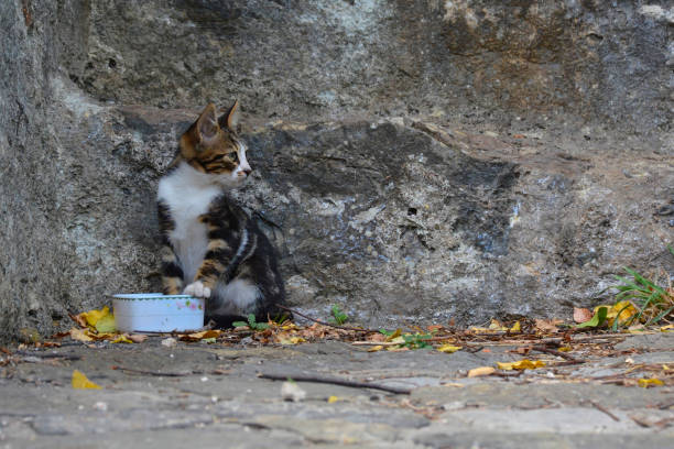 istock Feral Kitten in Rumeli Hisari 1199864061