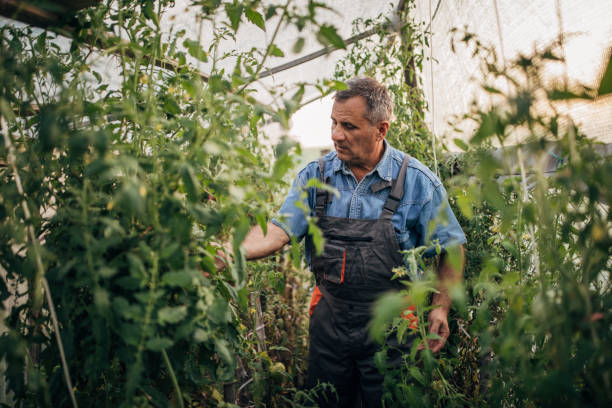 istock Old farmer working in the tomato garden 1199864117