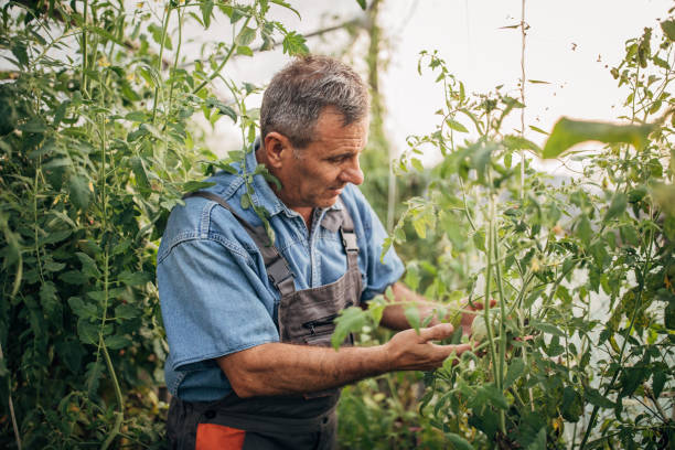 istock Senior man working in the tomato garden 1199864150