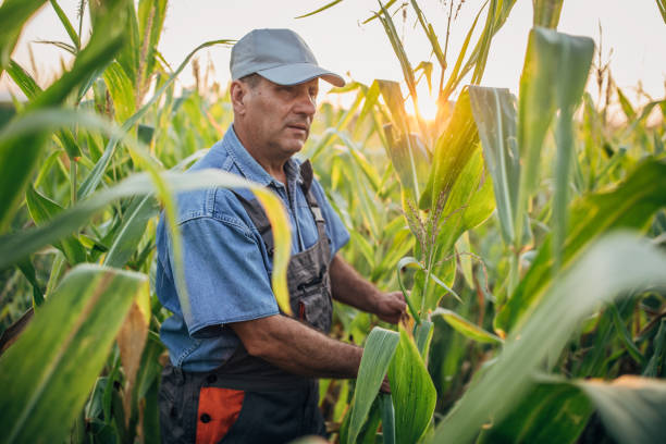 istock Senior farmer examining quality of corn 1199864609