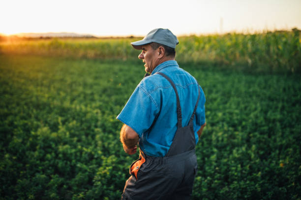 istock Old farmer with hat standing in the filed 1199865205