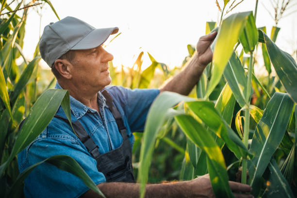 istock Man examining quality of corn 1199865285