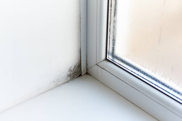 istock Fungus and dampness at the wet window. 1199866253