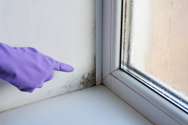 istock Fungus and dampness at the wet window. 1199866268