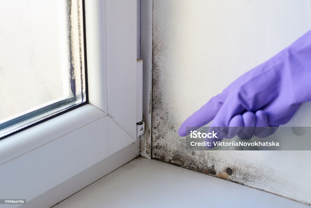 Fungus and dampness at the wet window. Humidity Stock Photo
