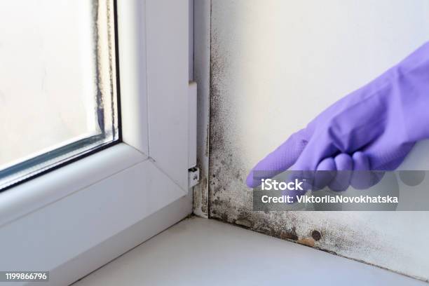 Fungus And Dampness At The Wet Window Stock Photo - Download Image Now - Humidity, Domestic Life, Residential Building