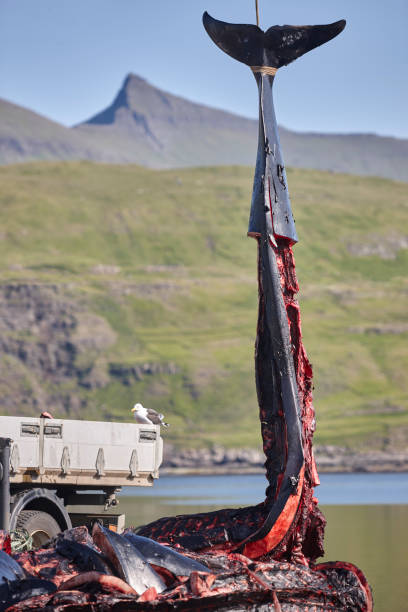 pilota la caza de ballenas en las islas feroe. cuerpo desmembrado. fiordo - dismembered fotografías e imágenes de stock