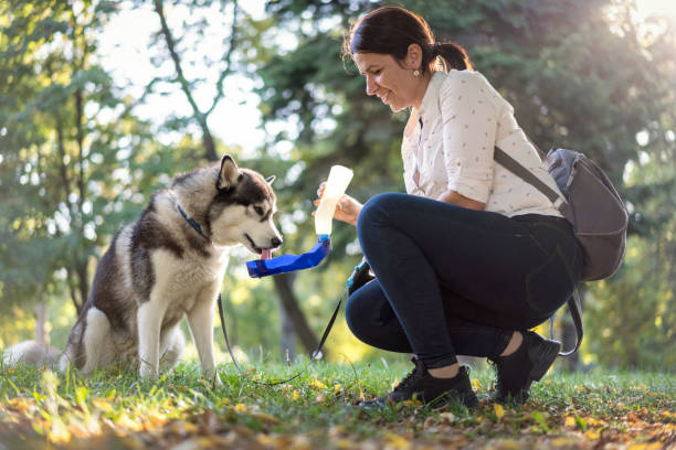 istock Beautiful Siberian husky drinking water 1199868043