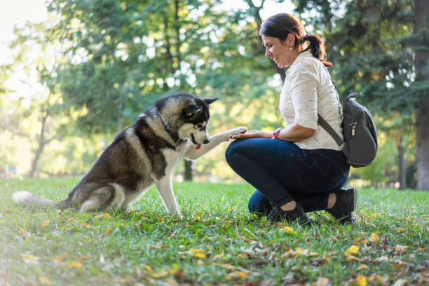 istock Male husky playing with his owner 1199868054