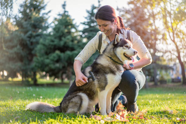 istock Owner grooming her young Siberian husky 1199868068