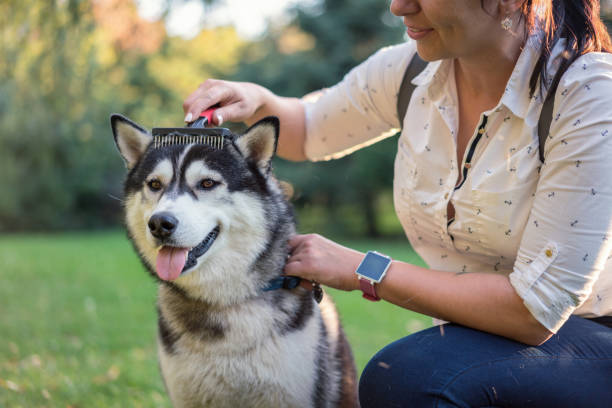 Woman combing her Siberian husky
