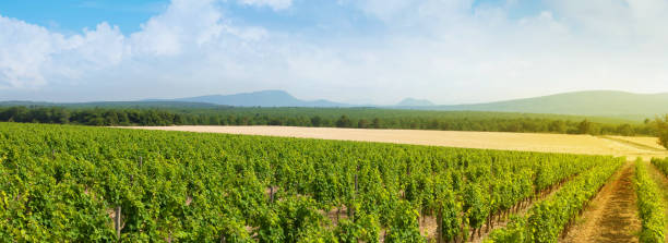 istock Landscape of vineyard 1199868111