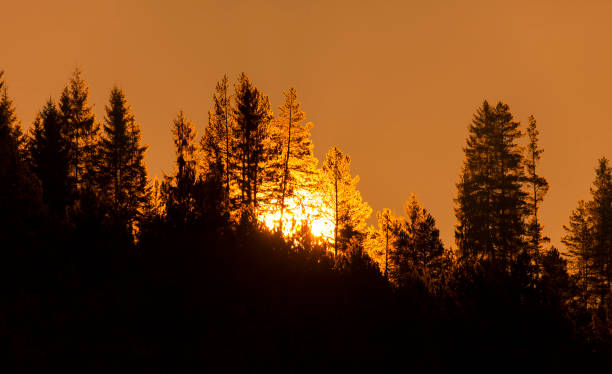 istock trees in forest with sun in the back. sunset or sunrise 1199868482
