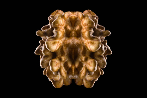 Macro photo of kernel walnut isolated on a black background with clipping path.