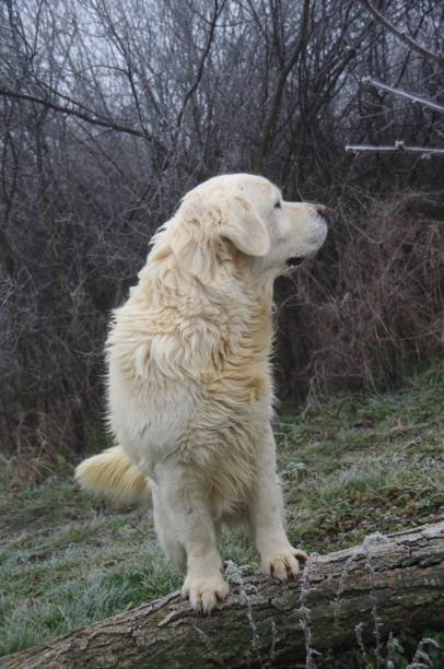 istock Goldwn retriever guard 1199869937