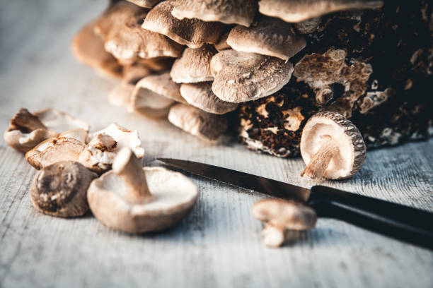 landwirtschaft frische shiitake pilze aus einem anbau pilz-kit, hausgemacht - mycelial stock-fotos und bilder