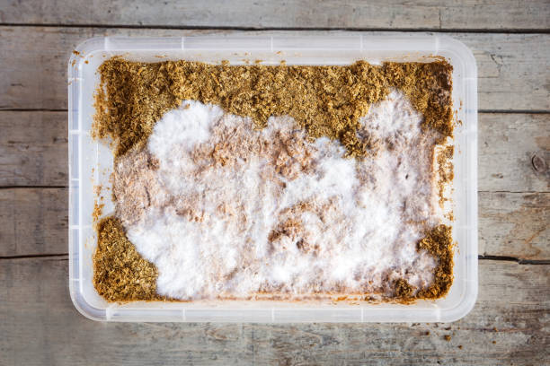 플라스틱 상자에 과일 버섯 기판을 접종, 수제 곰팡이 재배, topview - mycelial 뉴스 사진 이미지