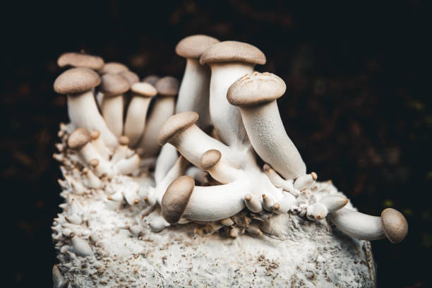 dorastanie wiele grzybów boczniakowych króla na grzybni, grzybicy domowej i hodowli - mycelial zdjęcia i obrazy z banku zdjęć