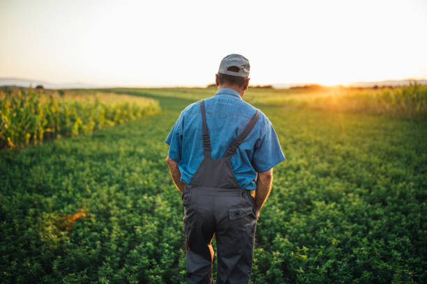 istock Senior farmer standing in the filed 1199870797