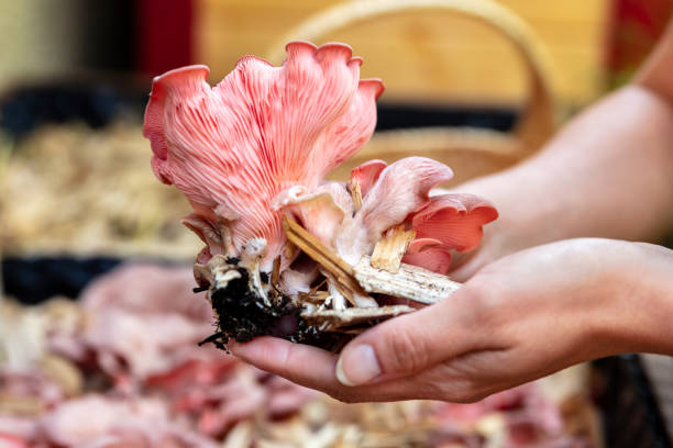 frau zeigt frische rosa austernpilze, pilzkultur auf einer pilzfarm, pleurotus djamor - mycelial stock-fotos und bilder