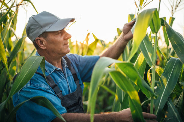 istock Senior farmer with hat examining quality of corn 1199870894