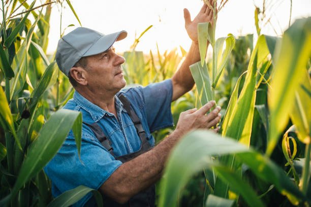 istock Framer with hat examining quality of corn 1199870915
