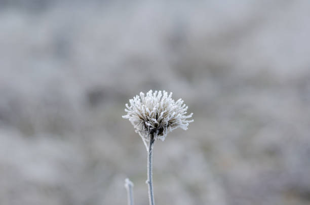 istock Single meadow cornflower (Centaurea jacea) covered with hoarfrost. 1199871622