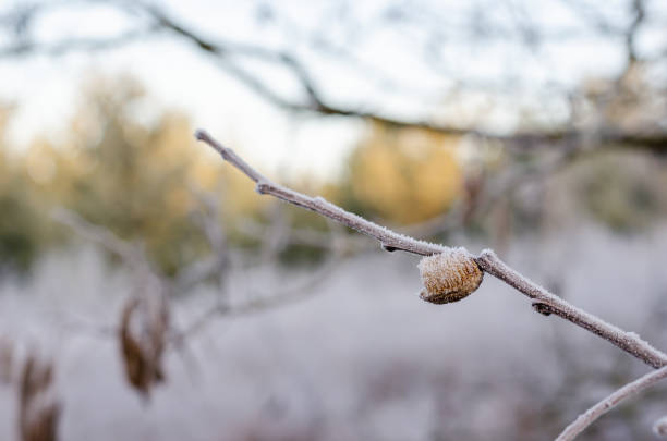 Ooteka of European praying mantis on a branch covered with hoarfrost. Eye level shooting. Selective focus. Close-up.