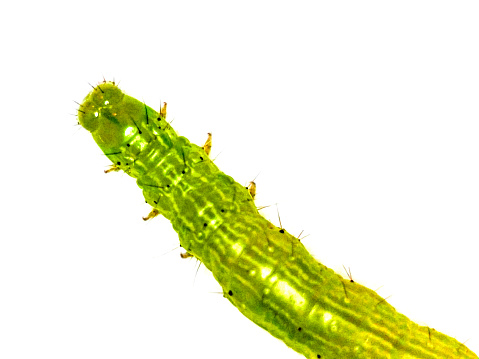 Green worm on isolated white background